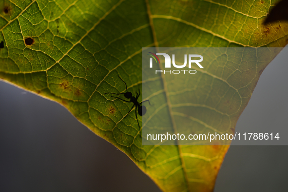 A Black garden ant is seen over the veins of a Poinsettia flower leaf against the sunlight in Kirtipur, Kathmandu, Nepal, on November 18, 20...