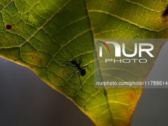 A Black garden ant is seen over the veins of a Poinsettia flower leaf against the sunlight in Kirtipur, Kathmandu, Nepal, on November 18, 20...