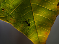 A Black garden ant is seen over the veins of a Poinsettia flower leaf against the sunlight in Kirtipur, Kathmandu, Nepal, on November 18, 20...