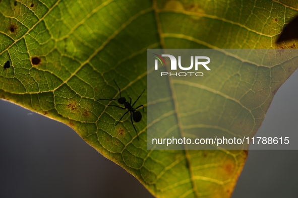 A Black garden ant is seen over the veins of a Poinsettia flower leaf against the sunlight in Kirtipur, Kathmandu, Nepal, on November 18, 20...