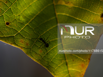 A Black garden ant is seen over the veins of a Poinsettia flower leaf against the sunlight in Kirtipur, Kathmandu, Nepal, on November 18, 20...