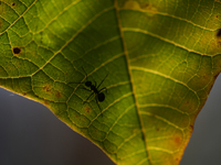 A Black garden ant is seen over the veins of a Poinsettia flower leaf against the sunlight in Kirtipur, Kathmandu, Nepal, on November 18, 20...