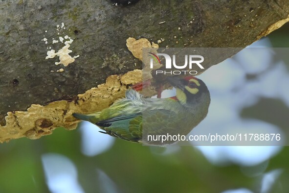 A barbet searches for insects on a tree in Morigaon District, Assam, India, on November 18, 2024. 