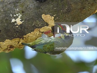 A barbet searches for insects on a tree in Morigaon District, Assam, India, on November 18, 2024. (