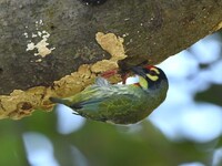 A barbet searches for insects on a tree in Morigaon District, Assam, India, on November 18, 2024. (