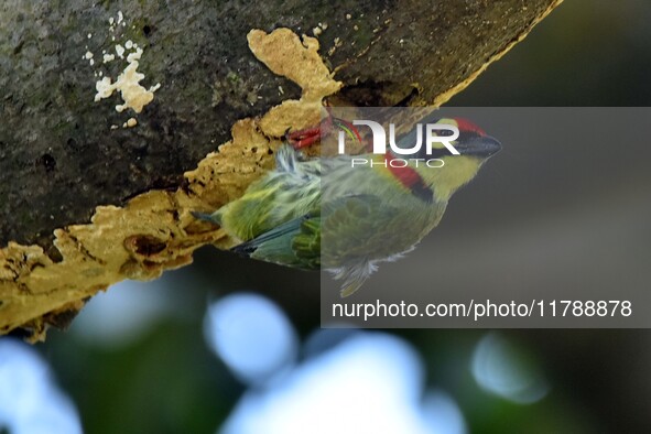 A barbet searches for insects on a tree in Morigaon District, Assam, India, on November 18, 2024. 