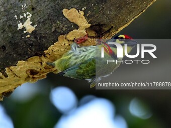 A barbet searches for insects on a tree in Morigaon District, Assam, India, on November 18, 2024. (