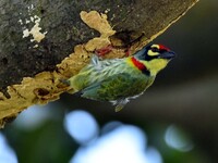 A barbet searches for insects on a tree in Morigaon District, Assam, India, on November 18, 2024. (