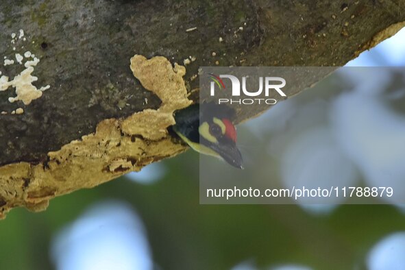 A barbet is seen on a nest in Morigaon District, Assam, India, on November 18, 2024. 