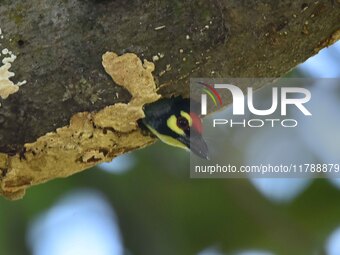 A barbet is seen on a nest in Morigaon District, Assam, India, on November 18, 2024. (