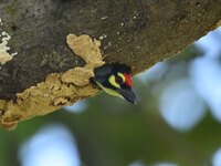 A barbet is seen on a nest in Morigaon District, Assam, India, on November 18, 2024. (