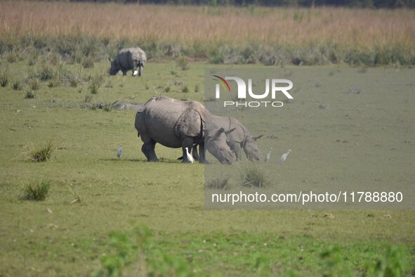 A one-horned rhinoceros grazes at the Pobitora Wildlife Sanctuary in Morigaon District, Assam, India, on November 18, 2024. 