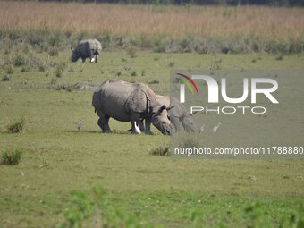 A one-horned rhinoceros grazes at the Pobitora Wildlife Sanctuary in Morigaon District, Assam, India, on November 18, 2024. (