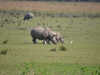 A one-horned rhinoceros grazes at the Pobitora Wildlife Sanctuary in Morigaon District, Assam, India, on November 18, 2024. (