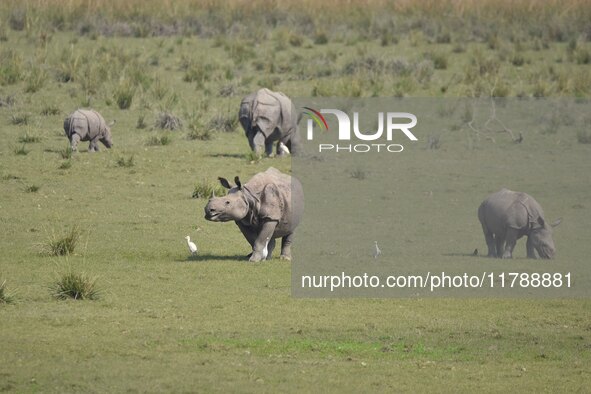 A one-horned rhinoceros grazes at the Pobitora Wildlife Sanctuary in Morigaon District, Assam, India, on November 18, 2024. 