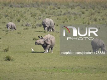 A one-horned rhinoceros grazes at the Pobitora Wildlife Sanctuary in Morigaon District, Assam, India, on November 18, 2024. (