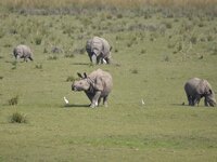 A one-horned rhinoceros grazes at the Pobitora Wildlife Sanctuary in Morigaon District, Assam, India, on November 18, 2024. (