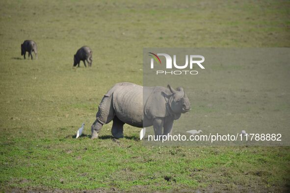 A one-horned rhinoceros grazes at the Pobitora Wildlife Sanctuary in Morigaon District, Assam, India, on November 18, 2024. 