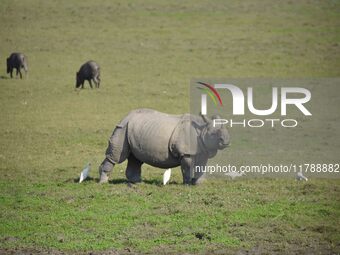 A one-horned rhinoceros grazes at the Pobitora Wildlife Sanctuary in Morigaon District, Assam, India, on November 18, 2024. (