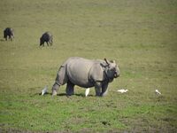 A one-horned rhinoceros grazes at the Pobitora Wildlife Sanctuary in Morigaon District, Assam, India, on November 18, 2024. (