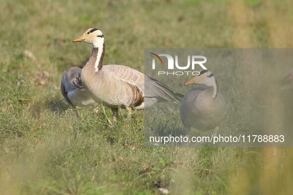 Migratory birds are seen at the Pobitora Wildlife Sanctuary in Morigaon district, Assam, India, on November 18, 2024. 