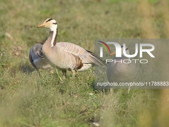 Migratory birds are seen at the Pobitora Wildlife Sanctuary in Morigaon district, Assam, India, on November 18, 2024. (