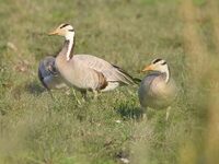 Migratory birds are seen at the Pobitora Wildlife Sanctuary in Morigaon district, Assam, India, on November 18, 2024. (