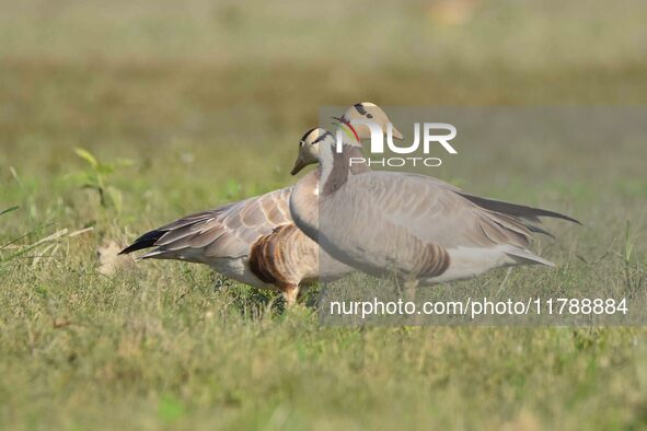 Migratory birds are seen at the Pobitora Wildlife Sanctuary in Morigaon district, Assam, India, on November 18, 2024. 