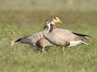 Migratory birds are seen at the Pobitora Wildlife Sanctuary in Morigaon district, Assam, India, on November 18, 2024. (