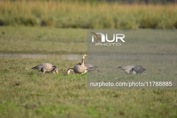 Migratory birds are seen at the Pobitora Wildlife Sanctuary in Morigaon district, Assam, India, on November 18, 2024. 