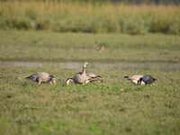 Migratory birds are seen at the Pobitora Wildlife Sanctuary in Morigaon district, Assam, India, on November 18, 2024. (