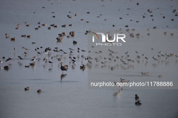 Migratory birds are seen at the Pobitora Wildlife Sanctuary in Morigaon district, Assam, India, on November 18, 2024. 