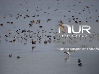 Migratory birds are seen at the Pobitora Wildlife Sanctuary in Morigaon district, Assam, India, on November 18, 2024. (