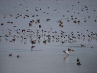 Migratory birds are seen at the Pobitora Wildlife Sanctuary in Morigaon district, Assam, India, on November 18, 2024. (