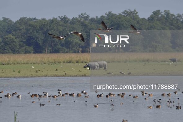 Migratory birds are seen at the Pobitora Wildlife Sanctuary in Morigaon district, Assam, India, on November 18, 2024. 