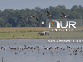 Migratory birds are seen at the Pobitora Wildlife Sanctuary in Morigaon district, Assam, India, on November 18, 2024. (