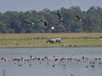 Migratory birds are seen at the Pobitora Wildlife Sanctuary in Morigaon district, Assam, India, on November 18, 2024. (