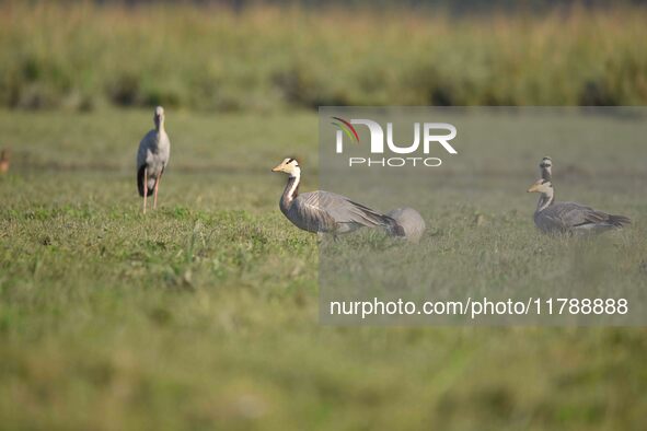 Migratory birds are seen at the Pobitora Wildlife Sanctuary in Morigaon district, Assam, India, on November 18, 2024. 