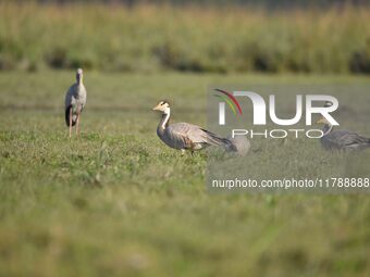 Migratory birds are seen at the Pobitora Wildlife Sanctuary in Morigaon district, Assam, India, on November 18, 2024. (