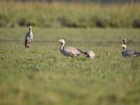 Migratory birds are seen at the Pobitora Wildlife Sanctuary in Morigaon district, Assam, India, on November 18, 2024. (