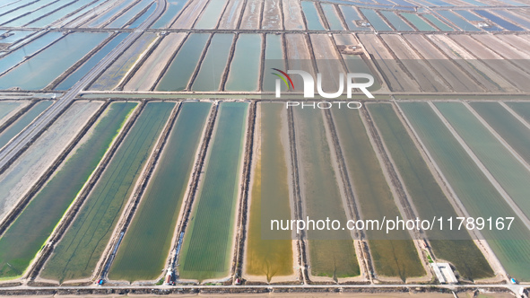 An aerial view of a salt field in Cangzhou, China, on November 18, 2024. 