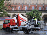 KRAKOW, POLAND - NOVEMBER 18:   
Municipal staff begin decorating trees around the UNESCO-listed Krakow Main Market Square with Christmas li...