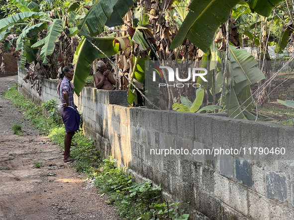 Banana plants grow in Konni, Pathanamthitta, Kerala, India, on April 5, 2024. 