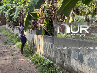 Banana plants grow in Konni, Pathanamthitta, Kerala, India, on April 5, 2024. (