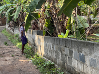 Banana plants grow in Konni, Pathanamthitta, Kerala, India, on April 5, 2024. (