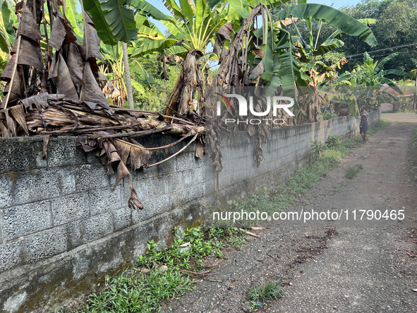 Banana plants grow in Konni, Pathanamthitta, Kerala, India, on April 5, 2024. 