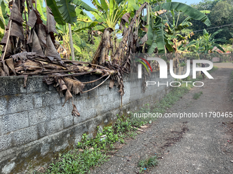 Banana plants grow in Konni, Pathanamthitta, Kerala, India, on April 5, 2024. (