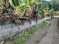 Banana plants grow in Konni, Pathanamthitta, Kerala, India, on April 5, 2024. (