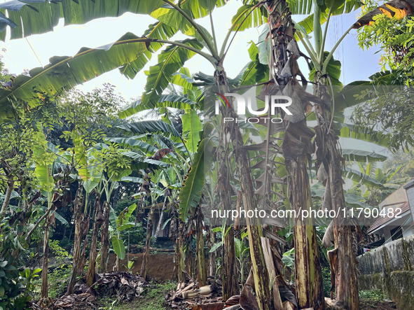 Banana plants grow in Konni, Pathanamthitta, Kerala, India, on April 5, 2024. 