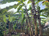 Banana plants grow in Konni, Pathanamthitta, Kerala, India, on April 5, 2024. (